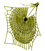 The web of our illusions: man seeking God