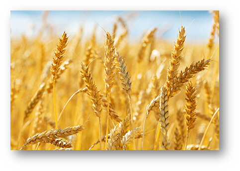 Weeds choking grain