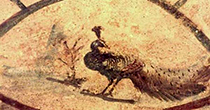 Peacock: symbol of immortality