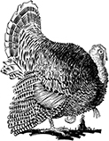 Turkey emblematic of Thanksgiving